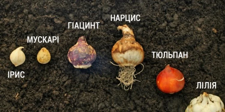 Коли восени саджати цибулинні та на яку глибину