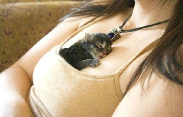 17 фото котів, які знають толк у відпочинку
